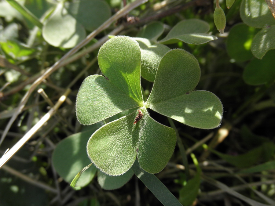 Oxalis corymbosa ο''articulata?